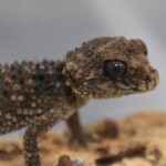 Nephrurus asper