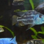 Nimbochromis fusco