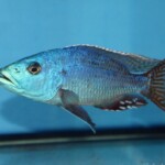 Nimbochromis fuscotaeniatus