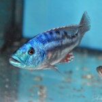 Nimbochromis fuscotaeniatus