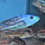 Nimbochromis fuscotaeniatus
