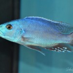 Nimbochromis fuscotaeniatus