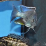 Nimbochromis linni