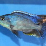 Nimbochromis linni