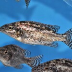 Nimbochromis linni femelle