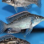 Nimbochromis linni mâle