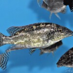 Nimbochromis linni