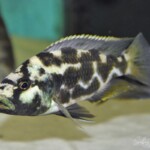 Nimbochromis livingstoni