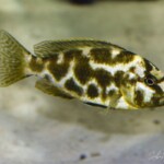 Nimbochromis livingstoni