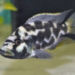Nimbochromis livingstoni