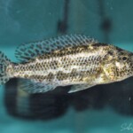 Nimbochromis polystigma