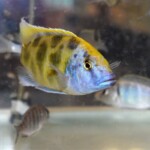 Nimbochromis venustus