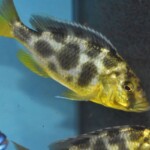 Nimbochromis venustus femelle