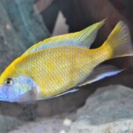 Nimbochromis venustus