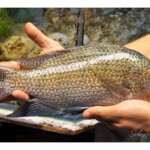 Oreochromis tanganicae