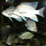 Oreochromis tanganicae