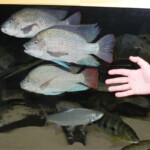 Oreochromis tanganicae