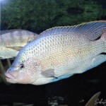 Oreochromis tanganicae