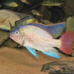 Oreochromis tanganicae