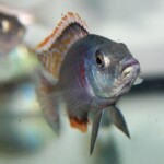 Otopharynx tetrastigma
