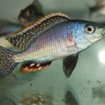 Otopharynx tetrastigma