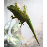Phelsuma grandis high red