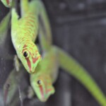 Phelsuma grandis high red