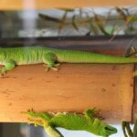 Phelsuma madagascariensis grandis