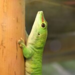 Phelsuma madagascariensis grandis