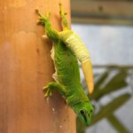 Phelsuma madagascariensis grandis