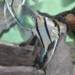 Pterophyllum dantum