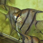 Pterophyllum dantum