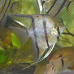 Pterophyllum dantum