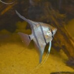 Pterophyllum dantum