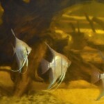 Pterophyllum dantum