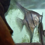 Pterophyllum dantum