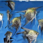 Pterophyllum skalare Avatar