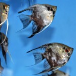 Pterophyllum skalare Avatar