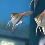 Pterophyllum skalare hell natur form