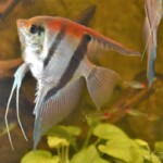 Pterophyllum skalare manacapuru red back