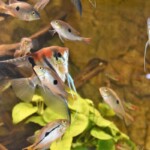 Pterophyllum skalare manacapuru red back