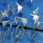 Pterophyllum skalare platinum