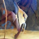 Scalaire manacapuru