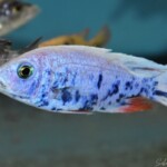 Sciaenochromis OB
