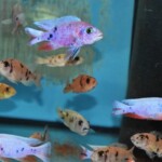 Sciaenochromis OB