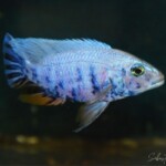 Sciaenochromis ahli OB