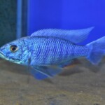 Sciaenochromis fryeri