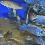 Sciaenochromis fryeri Iceberg