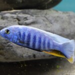 Sciaenochromis fryeri likoma