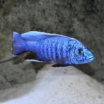 Sciaenochromis fryeri